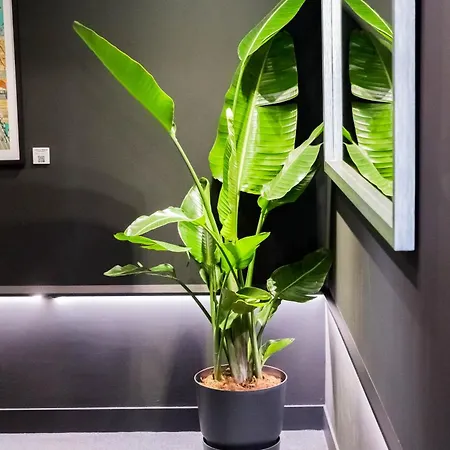 ブレバルト ドノスティア サン・セバスティアン